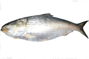 Elish Maach (1kg)