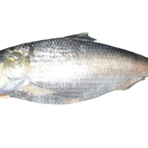 Elish Maach (1kg)