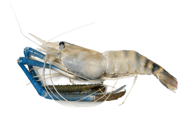 King Prawns (1 Kg)