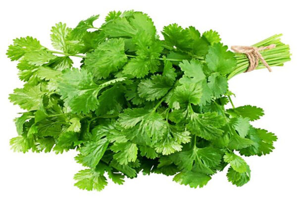Fresh Coriander