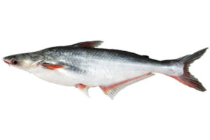 Pangasius