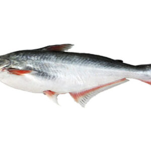 Pangasius