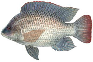 Telapia Maach (1 kg)