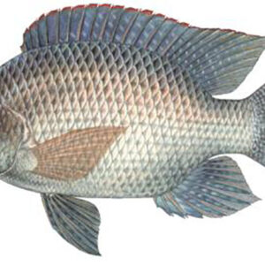 Telapia Maach (1 kg)