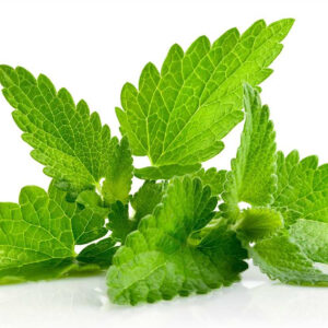 Mint Leaf