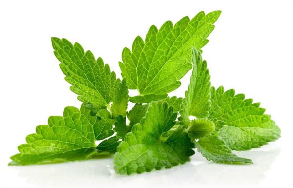 Mint Leaf
