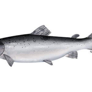 Salmon Fish (1kg)