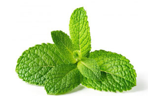 Fresh Mint