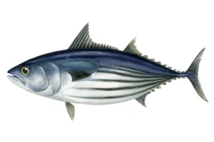 Tuna Fish (1.3kg)