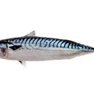 Mackerel Fish (1kg)
