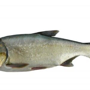 Silver Carp (1kg)