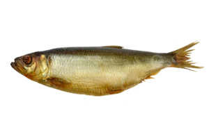 Hedok